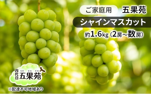 ぶどう 2026年 先行予約 ご家庭用 シャインマスカット 約1.6kg（2房～数房） ぶどう フルーツ 果物 岡山 五果苑 岡山のぶどう 岡山の果物 岡山のフルーツ 産地直送 
