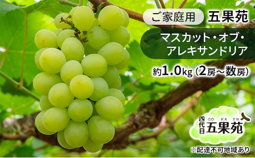 ぶどう 2026年 先行予約 ご家庭用 マスカット・オブ・アレキサンドリア 約1.0kg（2房～数房） ぶどう フルーツ 果物 岡山 五果苑 