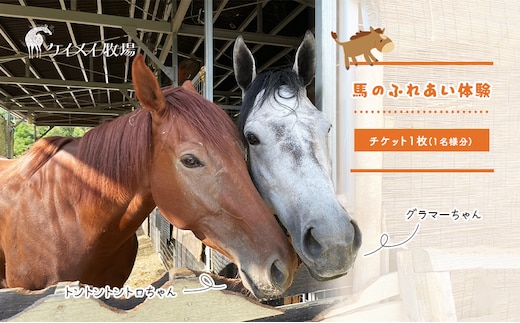 馬 の ふれあい体験 チケット 1枚(1名様分) 体験 うま ケイメイ牧場 