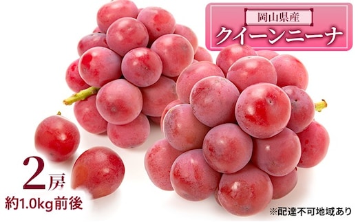 ぶどう 2026年 先行予約 クイーンニーナ 2房 約1.0kg前後 ブドウ 葡萄 岡山県産 国産 フルーツ 果物 ギフト 
