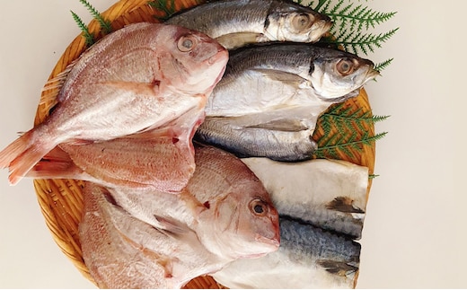 瀬戸内の魚でつくる 干物 6枚入りBOX 