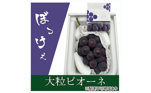 ぶどう 2026年 先行予約 ぼっけえ大粒ニューピオーネ1房(800g以上) 化粧箱入り ブドウ 葡萄 岡山県産 国産 フルーツ 果物 ギフト 