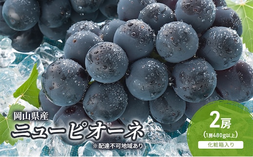 ぶどう 2026年 先行予約 ニューピオーネ 2房(1房480g以上) 化粧箱入り ブドウ 葡萄 岡山県産 国産 フルーツ 果物 ギフト