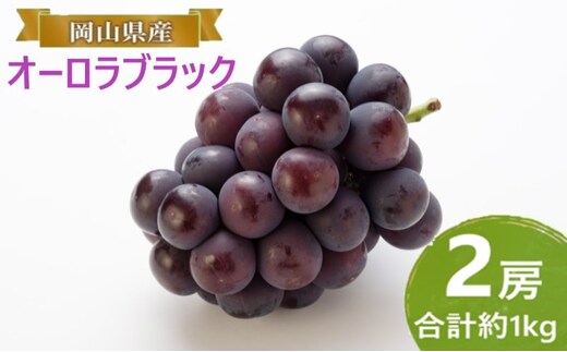 ぶどう 【2026年 早期受付】 オーロラブラック 2房 合計約1kg ブドウ 葡萄 岡山県産 国産 フルーツ 果物 ギフト