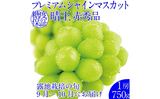 2026年先行予約 プレミアムシャインマスカット晴王 1房約750g 人気 岡山県産 赤秀品 種無し 皮ごと食べる みずみずしい フレッシュ 晴れの国 おかやま 果物大国 ハレノフルーツ