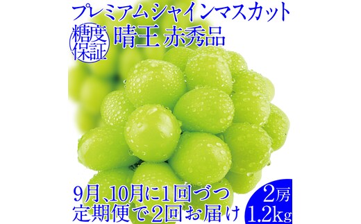 2026年先行予約【2回定期便】 プレミアムシャインマスカット晴王 2房約1.2kg 人気 岡山県産 赤秀品 種無し 皮ごと食べる みずみずしい9月10月お届け ハレノフルーツ