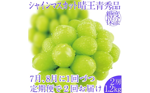 2026年先行予約【2回定期便】シャインマスカット晴王2房 約1.2kg 7月8月に出荷 人気 岡山県産 種無し 皮ごと食べる みずみずしい フレッシュ 晴れの国 おかやま 果物大国 ハレノフルーツ