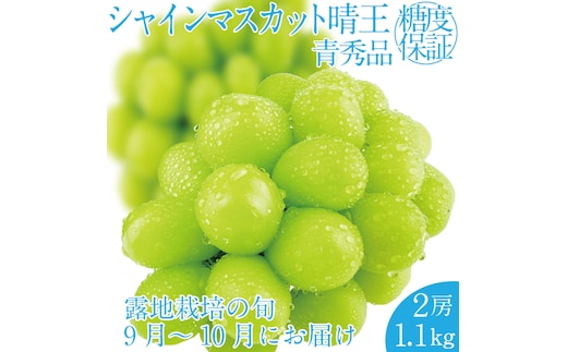 2026年 先行予約受付中 シャインマスカット晴王 2房 約1.1kg 岡山県産 種無し 皮ごと食べる みずみずしい 甘い フレッシュ 瀬戸内 晴れの国 おかやま 果物大国 ハレノフルーツ