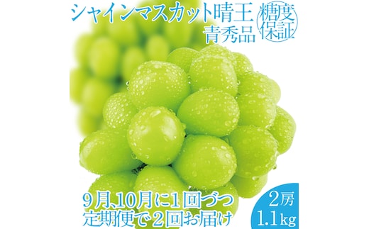 2026年 先行先行予約【2回定期便】シャインマスカット晴王2房 約1.1kg 岡山県産 種無し 皮ごと食べる みずみずしい 甘い フレッシュ 瀬戸内 晴れの国 おかやま 果物大国 ハレノフルーツ9月10月お届け