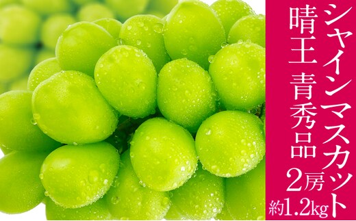 2026年予約受付中 シャインマスカット 晴王 7月～8月出荷 2房 約1.2kg 人気 岡山県産 種無し 皮ごと食べる みずみずしい フレッシュ 晴れの国 おかやま 果物大国 ハレノフルーツ