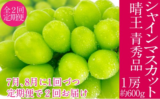 2026年予約受付中 シャインマスカット 晴王 7月8月に1回づつ出荷 2回 定期便 1房 約600g 人気 岡山県産 種無し 皮ごと食べる みずみずしい フレッシュ 晴れの国 おかやま 果物大国 ハレノフルーツ