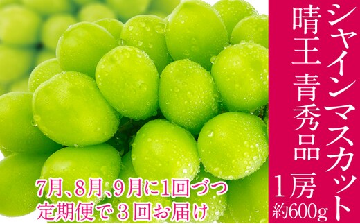 2026年予約受付中 シャインマスカット 晴王 7月8月9月に1回づつ出荷 3回 定期便 1房 約600g 人気 岡山県産 種無し 皮ごと食べる みずみずしい フレッシュ 晴れの国 おかやま 果物大国 ハレノフルーツ