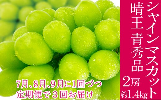 2026年予約受付中 シャインマスカット 晴王 7月8月9月に1回づつ出荷 3回 定期便 2房 1.4kg 人気 岡山県産 種無し 皮ごと食べる みずみずしい フレッシュ 晴れの国 おかやま 果物大国 ハレノフルーツ