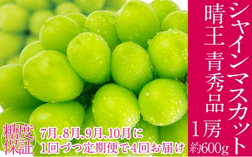 2026年予約受付中 シャインマスカット 晴王 7月8月9月10月に1回づつ出荷 4回 定期便 1房 約600g 人気 岡山県産 種無し 皮ごと食べる みずみずしい フレッシュ 晴れの国 おかやま 果物大国 ハレノフルーツ