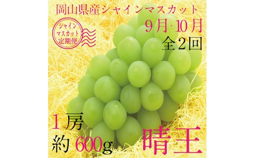 【定期便 全2回】 ぶどう 2026年 先行予約 9月・10月発送 シャインマスカット 晴王 1房 約600g ブドウ 葡萄 岡山県産 国産 フルーツ 果物 ギフト