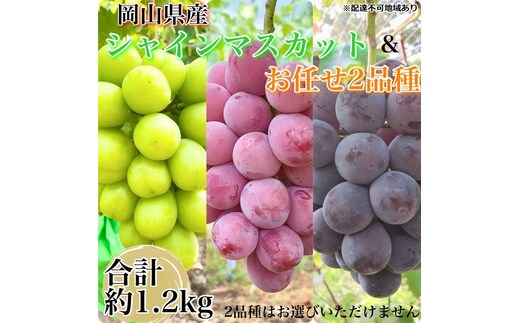 ぶどう 2026年 先行予約 農家こだわりのシャインマスカット＆お任せ2品種 3房合計約1.2kg ブドウ 葡萄 岡山県産 国産 フルーツ 果物 ギフト 【 Nini farm 農家 直送 】