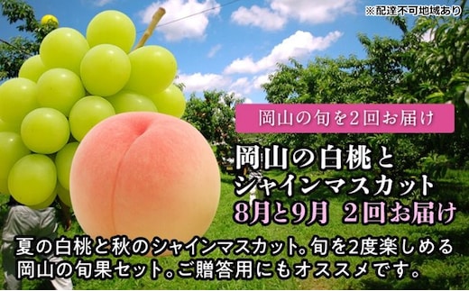 【2026年度発送】岡山の白桃とシャインマスカット 2回 お届け 定期便 （8月・9月）もも モモ シャインマスカット ブドウ 葡萄 岡山県産 国産 フルーツ 果物