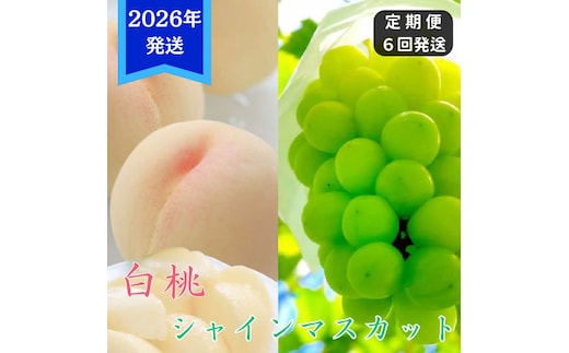 【2026年先行受付】 白桃 シャインマスカット 晴王 6回 定期便 桃 ぶどう 岡山県産 御中元 ギフト 御礼 プレゼント 御礼 御祝 御供 果物 くだもの フルーツ もも モモ 葡萄 ブドウ