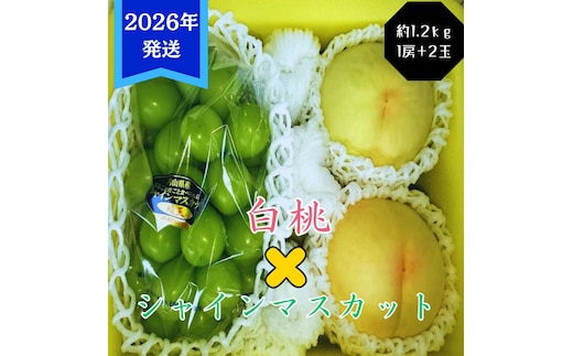 【2026年先行受付】 白桃 シャインマスカット 晴王 約1.2kg セット 桃 2玉 ぶどう 1房 岡山県産 御中元 ギフト 御礼 プレゼント 御礼 御祝 御供 果物 くだもの フルーツ もも モモ 葡萄 ブドウ