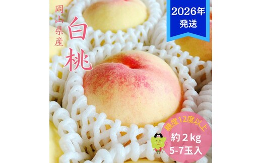 【2026年先行受付】 白桃 特秀 ロイヤル 大玉 約2kg(5～7玉) 岡山県産 桃 もも モモ 御中元 ギフト 御礼 プレゼント 御礼 御祝 御供 果物 くだもの フルーツ