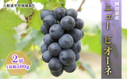 ぶどう 2026年 先行予約 ニュー ピオーネ 2房（1房約500g） ブドウ 葡萄 岡山県産 国産 フルーツ 果物 ギフト