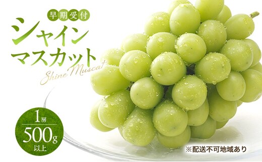 ぶどう 早期受付 シャイン マスカット 1房（500g以上） ブドウ 葡萄 岡山県産 国産 フルーツ 果物 ギフト 桃茂実苑