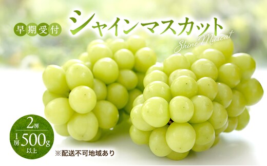 ぶどう 早期受付 シャイン マスカット 2房（1房500g以上） ブドウ 葡萄 岡山県産 国産 フルーツ 果物 ギフト 桃茂実苑