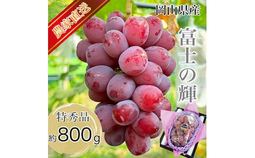 ぶどう 2026年 先行予約 話題の品種 富士の輝 1房詰め 特秀ランク 800g以上 特秀 葡萄 岡山県産 国産 フルーツ 果物 ギフト 【 Nini farm 農家 直送 】