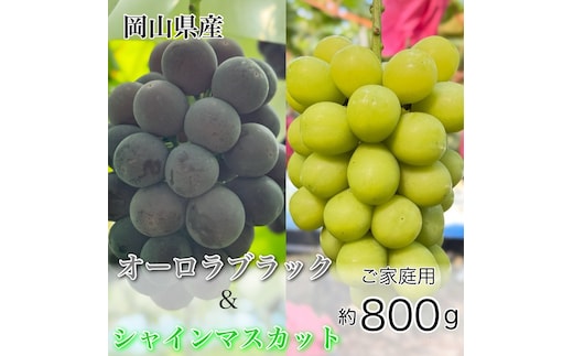 ぶどう 2026年 先行予約 農家こだわりの シャイン マスカット ＆ オーロラブラック 2房 合計約800g ご家庭用クラス 葡萄 岡山県産 国産 フルーツ 果物 ギフト 【 Nini farm 農家 直送 】
