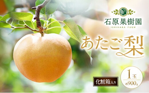 梨 2026年 先行予約 あたご梨 1玉 (約900g) 化粧箱 【11月下旬～12月中旬頃発送】 ナシ なし 岡山県産 国産 フルーツ 果物 ギフト 石原果樹園