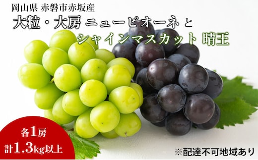 ぶどう 2026年 先行予約 シャイン マスカット 晴王 1房 ニューピオーネ 大粒 大房 1房 合計1.3kg以上 ブドウ 葡萄 岡山県 赤磐市産 国産 フルーツ 果物 ギフト 赤坂青空市 果物類 