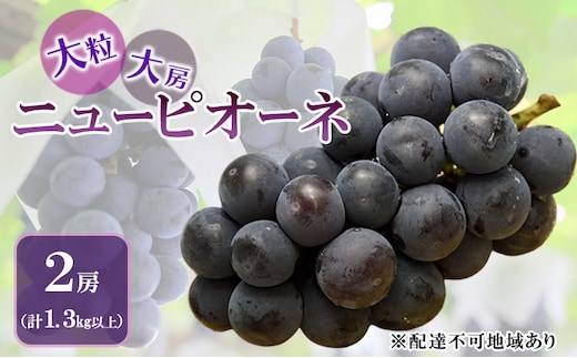 ぶどう 2026年 先行予約 ニュー ピオーネ 大粒 大房 2房 合計1.3kg以上 ブドウ 葡萄 岡山県 赤磐市産 国産 フルーツ 果物 ギフト 赤坂青空市 果物類 