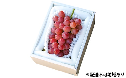 ぶどう 早期受付 紫苑 （しえん）1房（500g以上） ブドウ 葡萄 岡山県産 国産 フルーツ 果物 ギフト 桃茂実苑 もも 果物類 