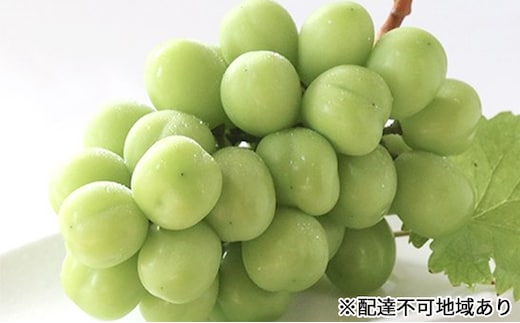 早期受付 シャイン マスカット 1房（650g以上） 桃茂実苑 