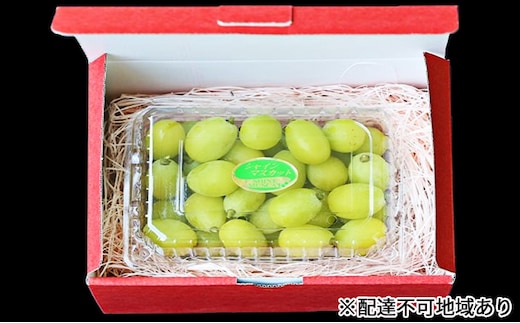 早期受付 シャイン マスカット 1パック（750g以上） 桃茂実苑 