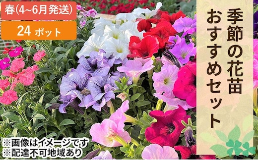 春 の 花苗 おすすめ セット 24ポット(4～6月発送) ガーデニング 園芸 お花 花 フラワー 