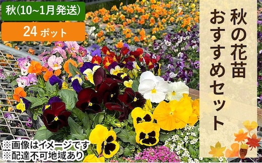 秋 の 花苗 おすすめ セット 24ポット(10月下旬～1月発送) ガーデニング 園芸 お花 花 フラワー 