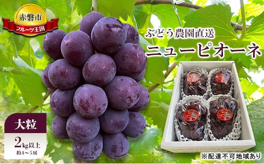 ぶどう 2026年 先行予約 ぶどう農園直送 朝採れ ニューピオーネ 大粒 2kg以上(約4～5房) ブドウ 葡萄 岡山県 赤磐市産 フルーツ 果物 ギフト