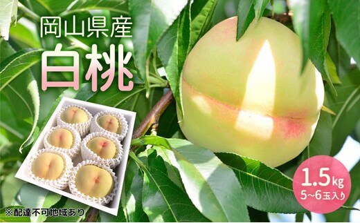 もも 2026年 先行予約 岡山県産 白桃 1.5kg (5玉～6玉入り) 桃 モモ フルーツ 果物 岡山 赤磐市