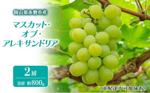 ぶどう 2026年 先行予約 マスカット・オブ・アレキサンドリア 2房 合計 約800g ブドウ 葡萄 岡山県 赤磐市産 フルーツ 果物 ギフト 果物類