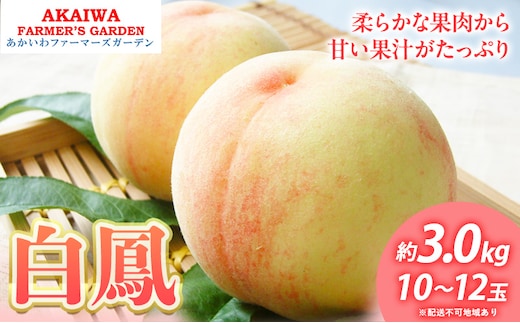 桃 2026年 先行予約 白桃 白鳳 約3.0kg 10～12玉 もも 岡山県 赤磐市産 フルーツ 果物 あかいわファーマーズガーデン 果物類