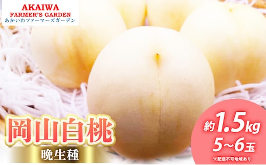 桃 2026年 先行予約 岡山の 白桃 (晩生種) 約1.5kg 5～6玉 もも 岡山県 赤磐市産 フルーツ 果物 あかいわファーマーズガーデン