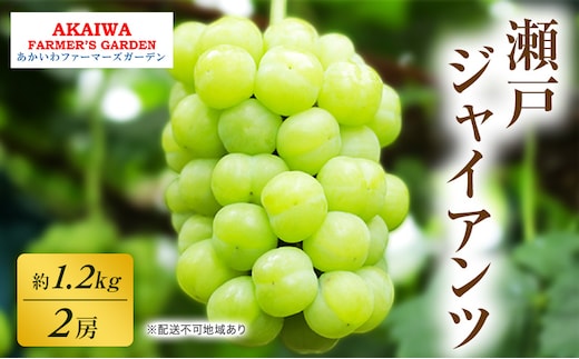ぶどう 2026年 先行予約 瀬戸ジャイアンツ 約1.2kg 2房 葡萄 岡山県 赤磐市産 フルーツ 果物 あかいわファーマーズガーデン