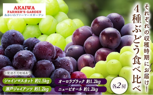 ぶどう 2026年 先行予約 ぶどう 食べ比べ 約1.2kg～1.5kg×4種 葡萄 岡山県 赤磐市産 フルーツ 果物 果物類 マスカット