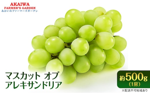 ぶどう 2026年 先行予約 マスカット オブ アレキサンドリア 約500g 1房 葡萄 フルーツ 果物 岡山 赤磐市産 ブドウ 果物類