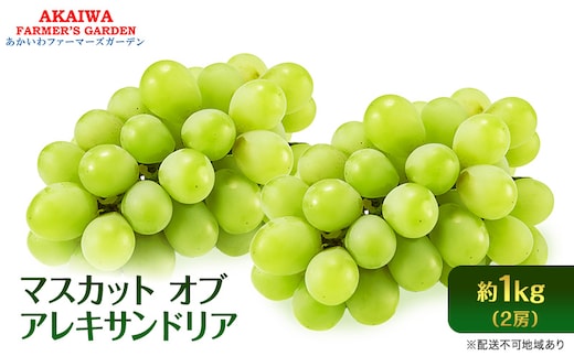 ぶどう 2026年 先行予約 マスカット オブ アレキサンドリア 2房 (約1.0kg) 葡萄 岡山県 赤磐市産 フルーツ 果物 ブドウ 果物類
