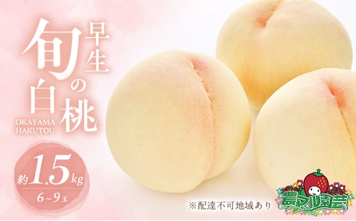 桃 2026年 先行予約 早生の旬の 白桃 約1.5kg 6～9玉 進物用 もも モモ フルーツ 果物 岡山 赤磐市産 農マル園芸 あかいわ農園