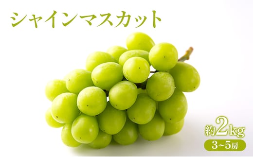 ぶどう 2026年 先行受付 シャインマスカット 約2kg (3～5房) フルーツ 果物 岡山 赤磐市