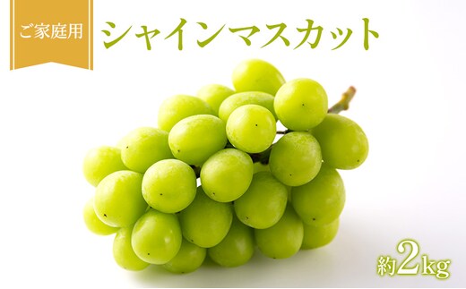 ぶどう 2026年 先行受付 ご家庭用 シャインマスカット 約2kg フルーツ 果物 岡山 赤磐市