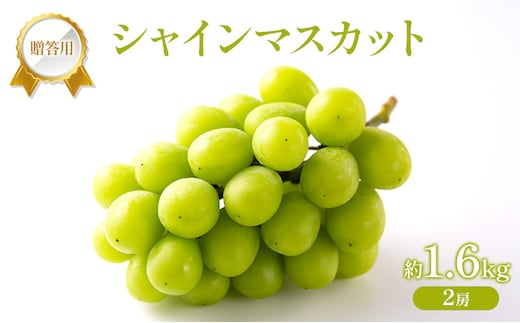 ぶどう 2026年 先行受付 贈答用 シャインマスカット 約1.6kg (2房) フルーツ 果物 岡山 赤磐市